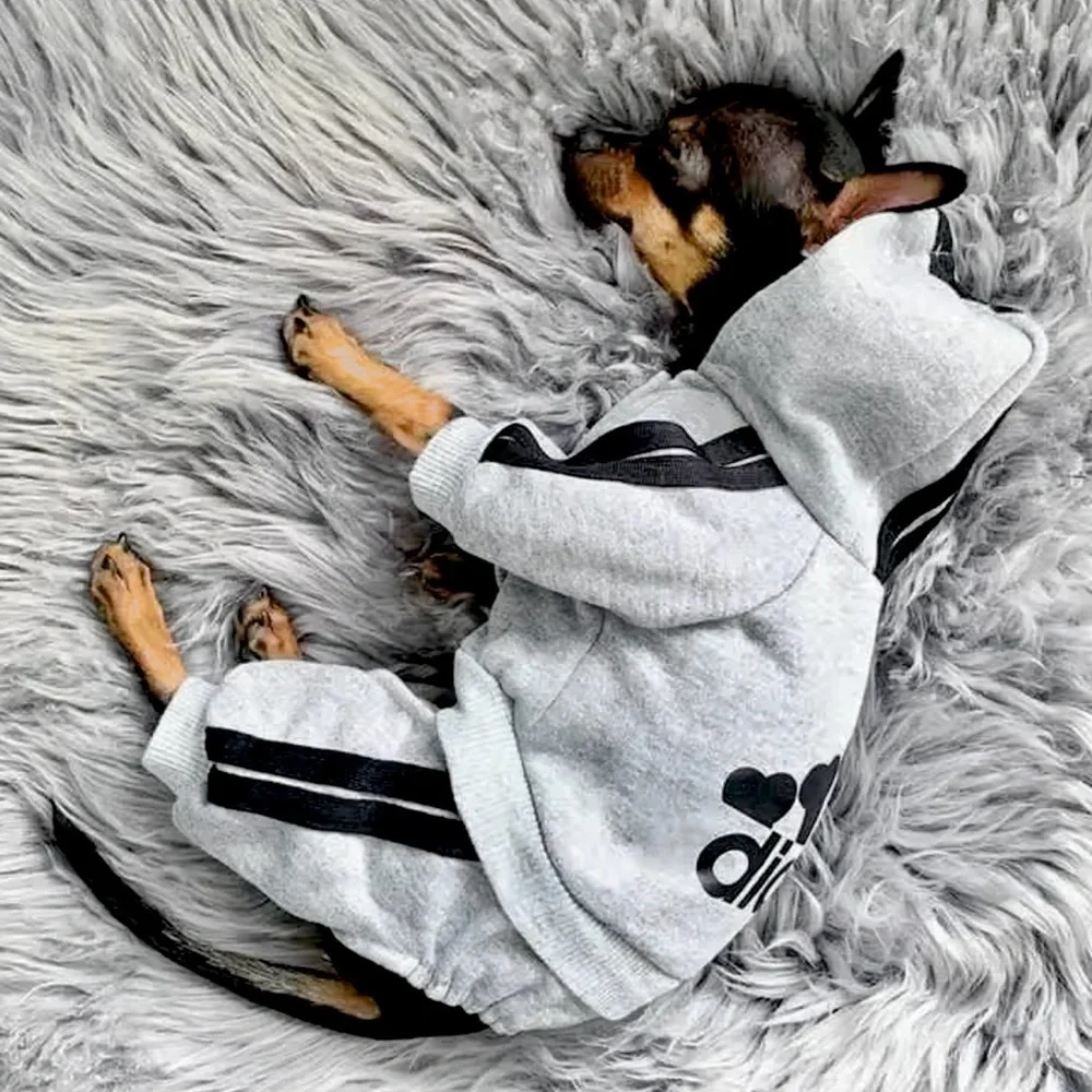 ADIDOG Tracksuit with Hoodie in Gray - BRAND NEW